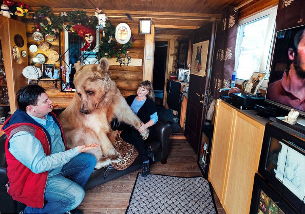 russia, russian, amazing, animal, bear, pet bear, adoption bears, wtf, omg, moscow