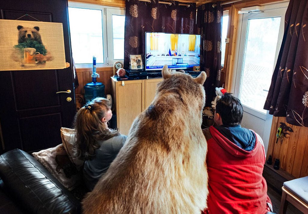 russia, russian, amazing, animal, bear, pet bear, adoption bears, wtf, omg, moscow