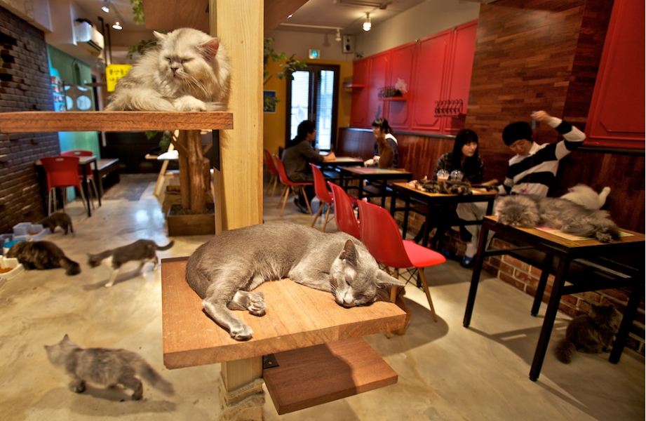 Japan, cat cafés tokyo, cat cafe, trend, japanese, animal, cat, cat lover, cat cafes address, asia, kitty cat cafe