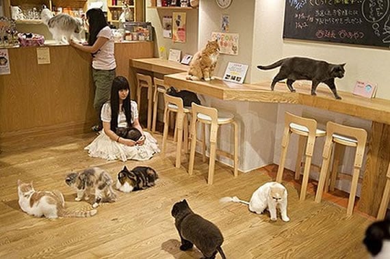 Coffee with Kitty 8 Pics Of Amazing Cat  Cafes  In Tokyo 