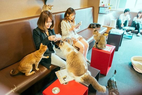 Coffee with Kitty 8 Pics Of Amazing Cat  Cafes  In Tokyo 