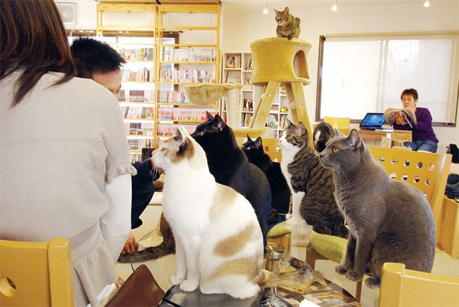 Japan, cat cafés tokyo, cat cafe, trend, japanese, animal, cat, cat lover, cat cafes address, asia, kitty cat cafe