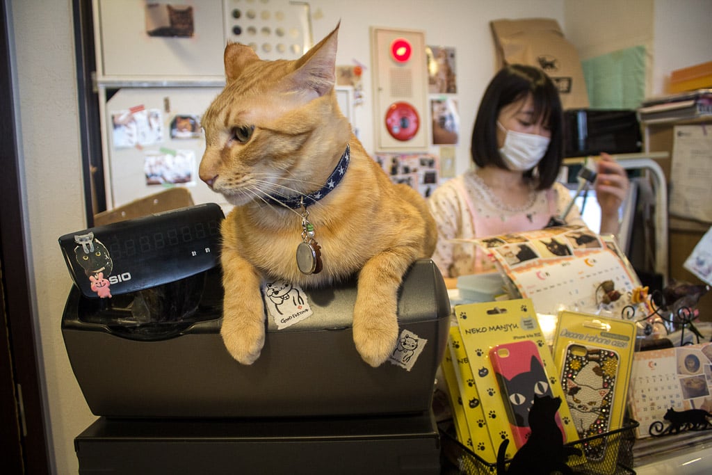 Coffee with Kitty 8 Pics Of Amazing Cat  Cafes  In Tokyo 