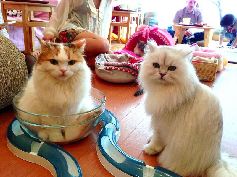 japan, cat cafés tokyo, cat cafe, trend, japanese, animal, cat, cat lover, cat cafes address, asia, kitty cat cafe