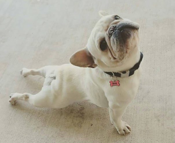 funny, cute, yoga, photography, animal yoga, asan, pets, yoga poses, wow, amazing