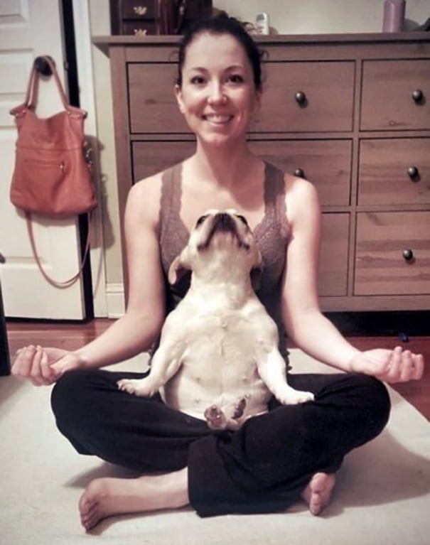 Funny, cute, yoga, photography, animal yoga, asan, pets, yoga poses, wow, amazing