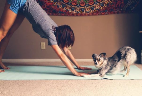 Funny, cute, yoga, photography, animal yoga, asan, pets, yoga poses, wow, amazing