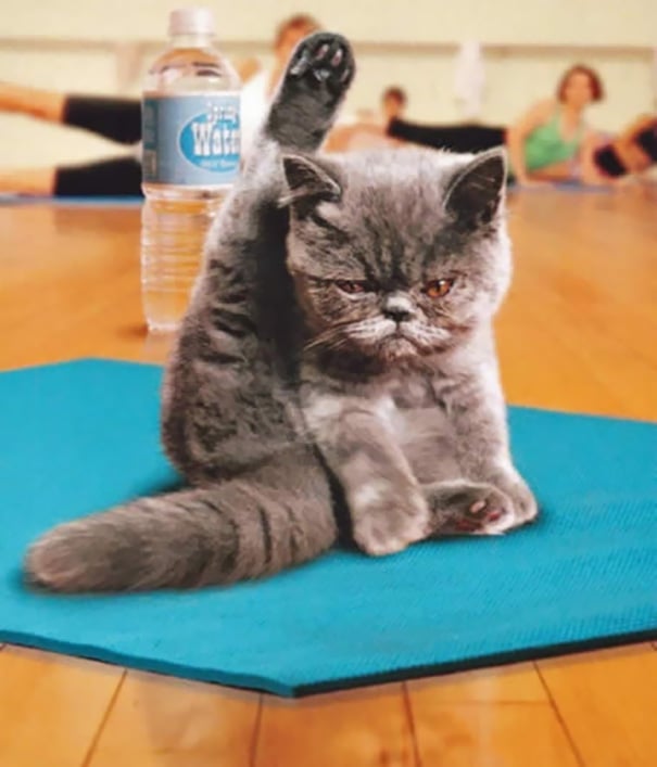 Funny, cute, yoga, photography, animal yoga, asan, pets, yoga poses, wow, amazing