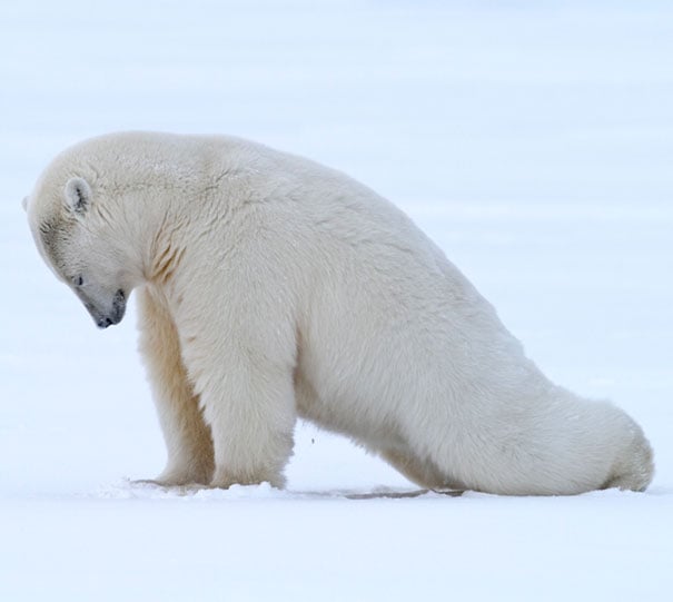 funny, cute, yoga, photography, animal yoga, asan, pets, yoga poses, wow, amazing