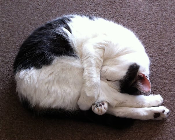 funny, cute, yoga, photography, animal yoga, asan, pets, yoga poses, wow, amazing