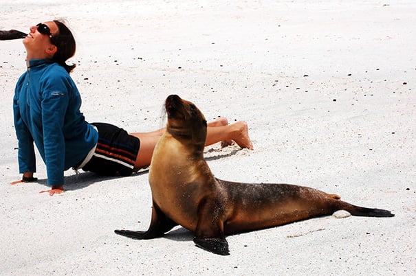funny, cute, yoga, photography, animal yoga, asan, pets, yoga poses, wow, amazing