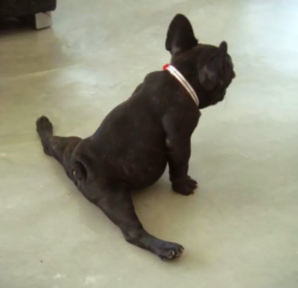 funny, cute, yoga, photography, animal yoga, asan, pets, yoga poses, wow, amazing