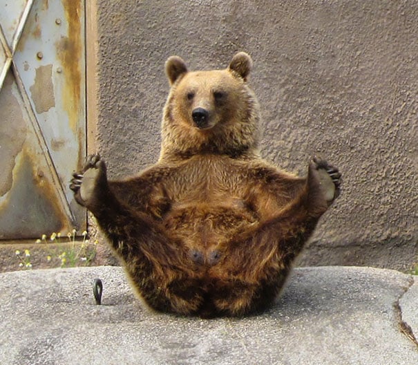 funny, cute, yoga, photography, animal yoga, asan, pets, yoga poses, wow, amazing