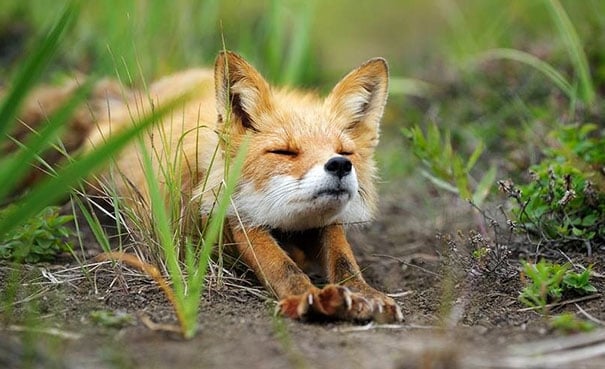 funny, cute, yoga, photography, animal yoga, asan, pets, yoga poses, wow, amazing