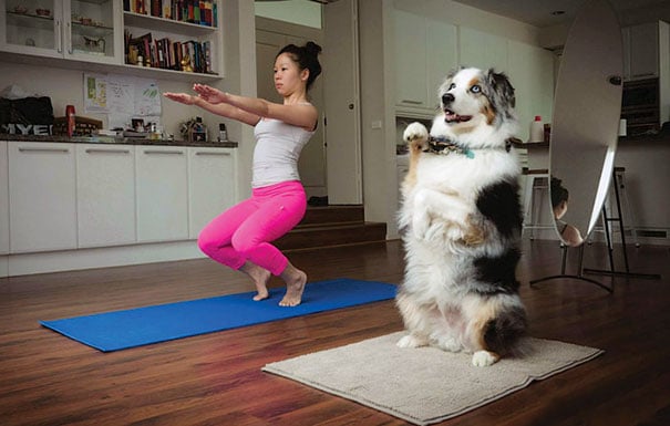 funny, cute, yoga, photography, animal yoga, asan, pets, yoga poses, wow, amazing