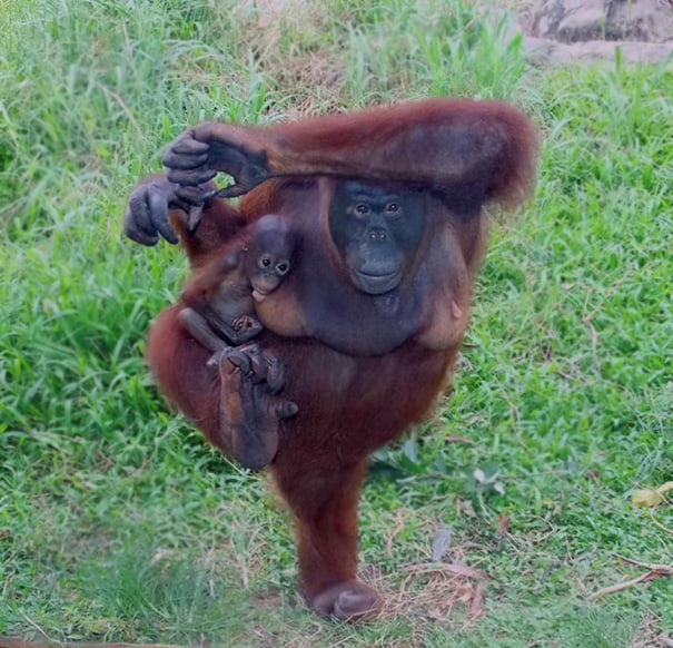 funny, cute, yoga, photography, animal yoga, asan, pets, yoga poses, wow, amazing