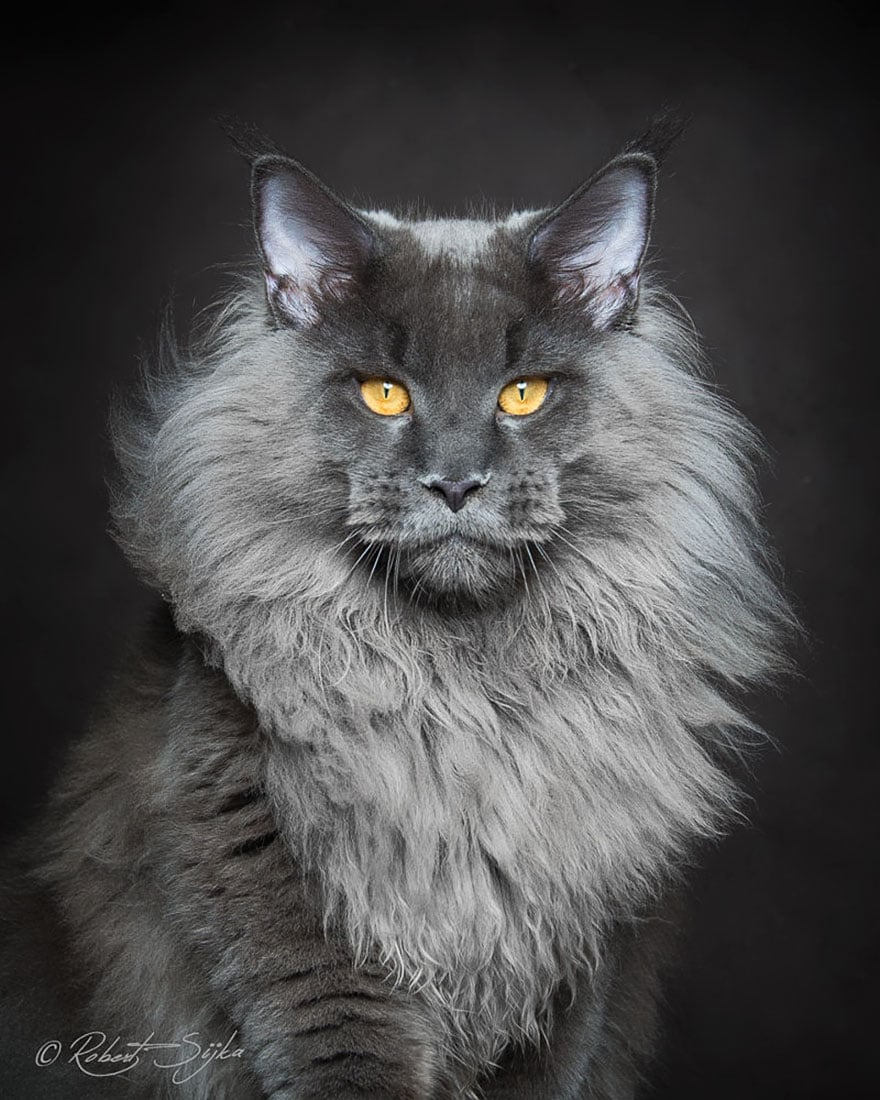 biggest cat, cat photography, Maine Coon cats, Robert Sijka, photographer, wow, awesome, animal