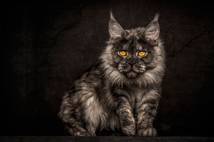 biggest cat, cat photography, Maine Coon cats, Robert Sijka, photographer, wow, awesome, animal