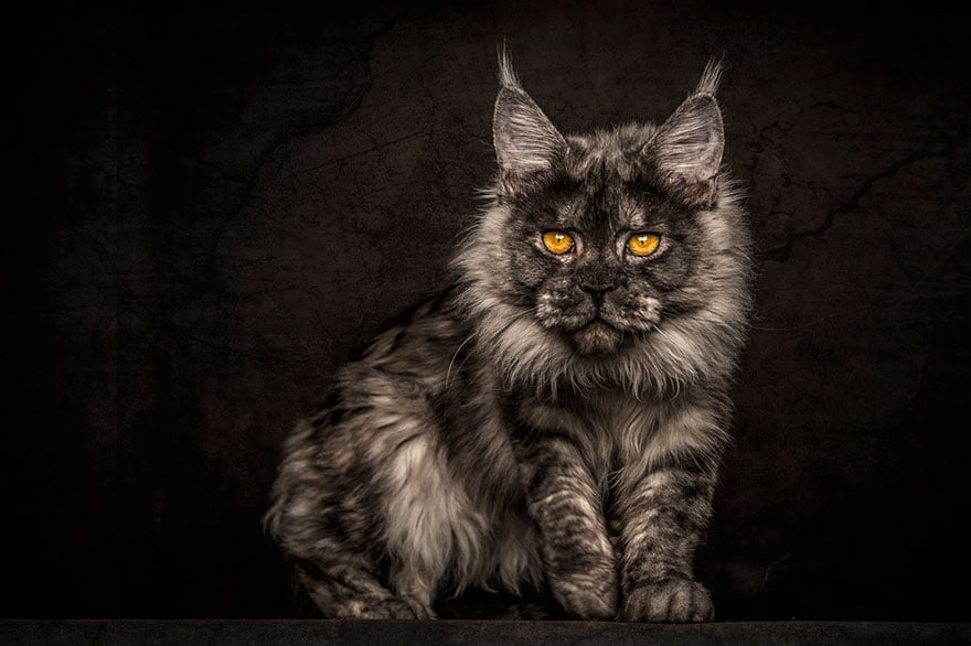 Biggest cat, cat photography, maine coon cats, robert sijka, photographer, wow, awesome, animal