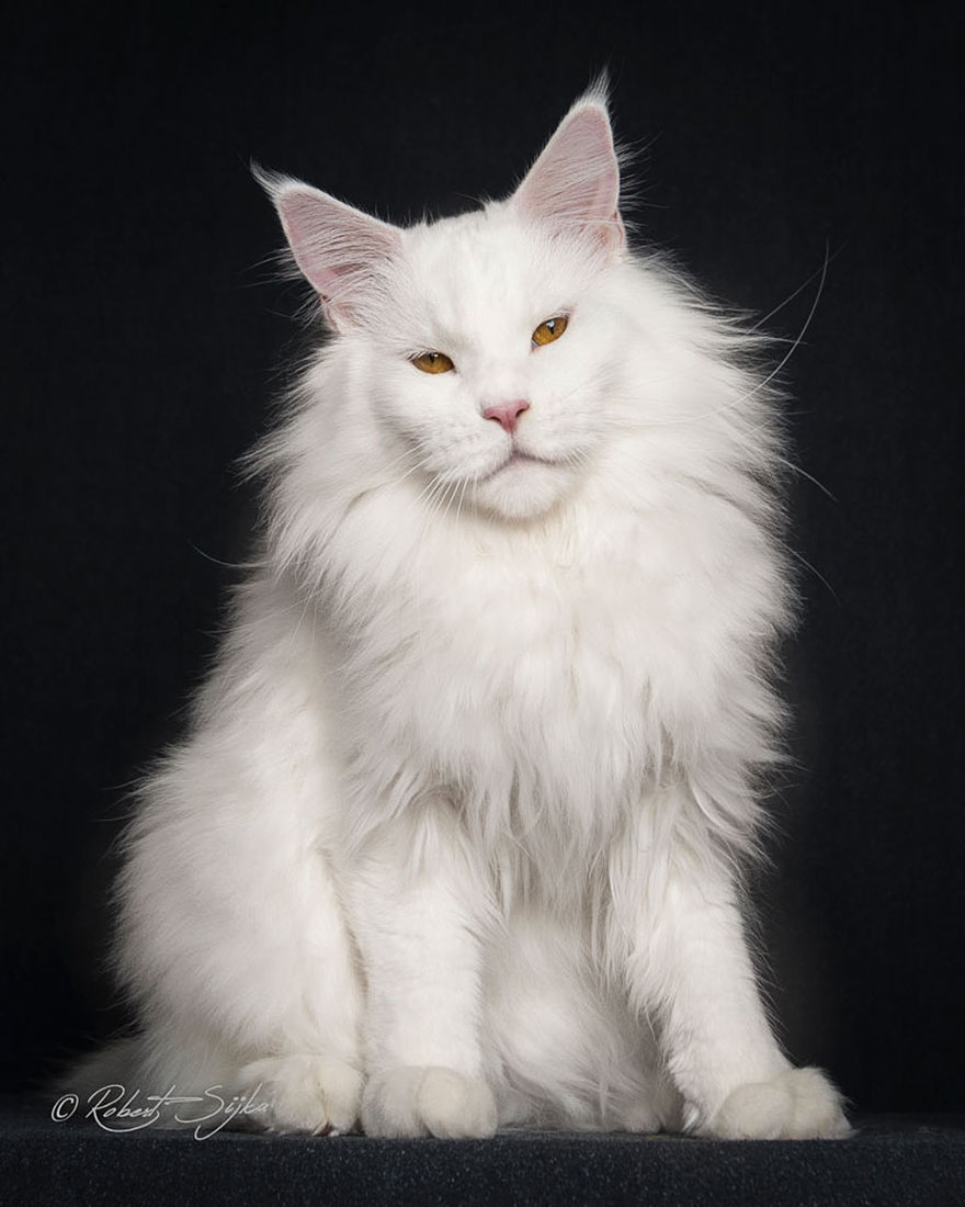 biggest cat, cat photography, Maine Coon cats, Robert Sijka, photographer, wow, awesome, animal
