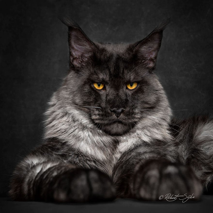 Biggest cat, cat photography, maine coon cats, robert sijka, photographer, wow, awesome, animal