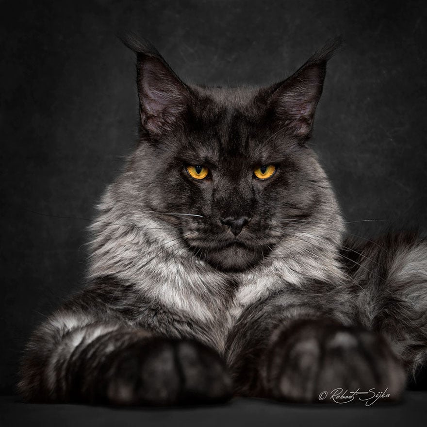 biggest cat, cat photography, Maine Coon cats, Robert Sijka, photographer, wow, awesome, animal