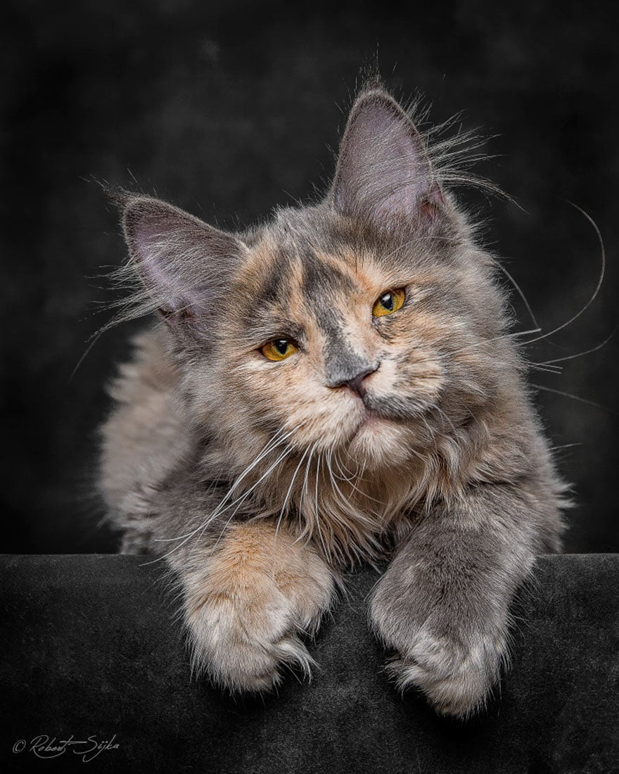 biggest cat, cat photography, Maine Coon cats, Robert Sijka, photographer, wow, awesome, animal
