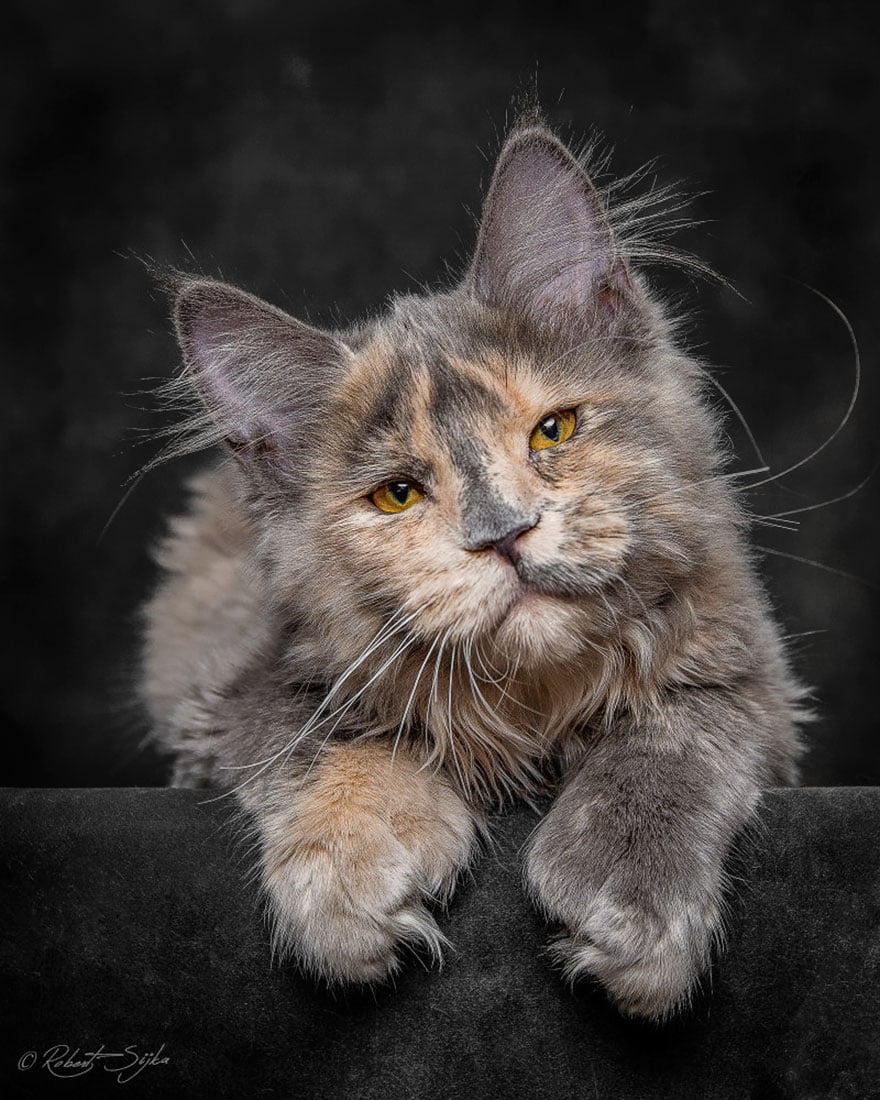 Biggest cat, cat photography, maine coon cats, robert sijka, photographer, wow, awesome, animal