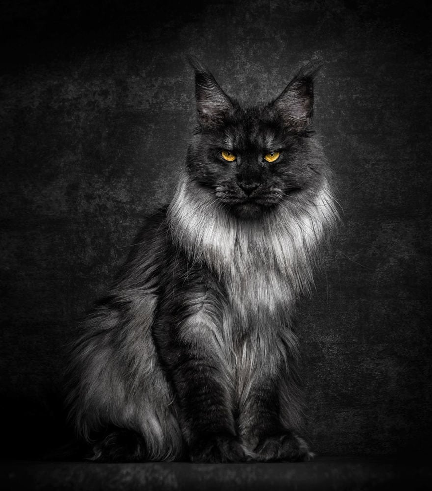 biggest cat, cat photography, Maine Coon cats, Robert Sijka, photographer, wow, awesome, animal