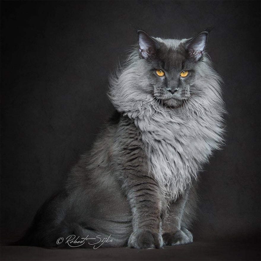 Biggest cat, cat photography, maine coon cats, robert sijka, photographer, wow, awesome, animal