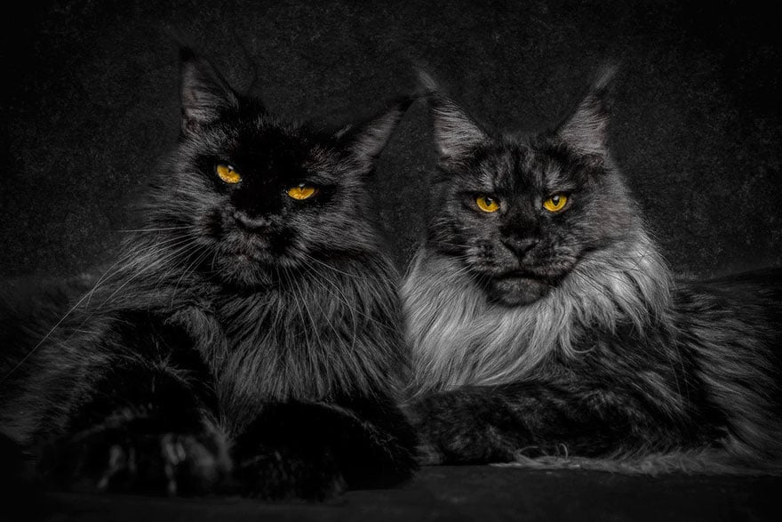 Biggest cat, cat photography, maine coon cats, robert sijka, photographer, wow, awesome, animal