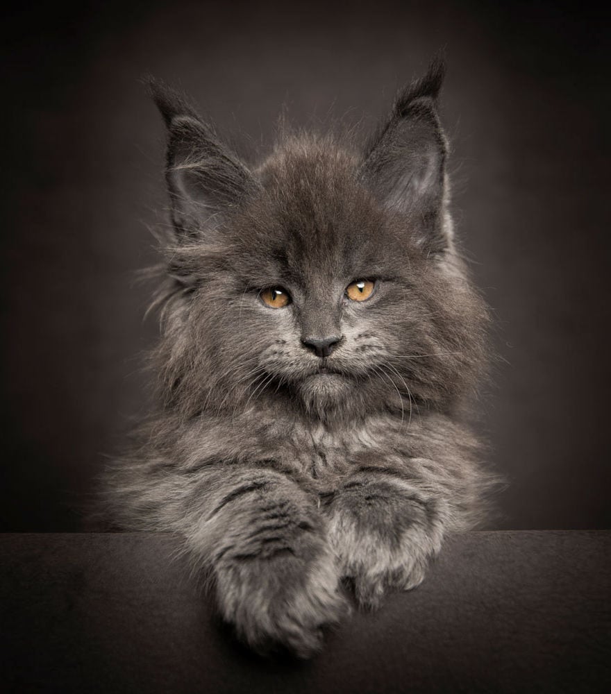 biggest cat, cat photography, Maine Coon cats, Robert Sijka, photographer, wow, awesome, animal