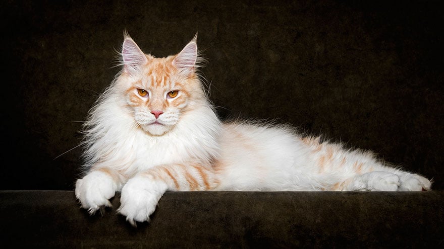 biggest cat, cat photography, Maine Coon cats, Robert Sijka, photographer, wow, awesome, animal