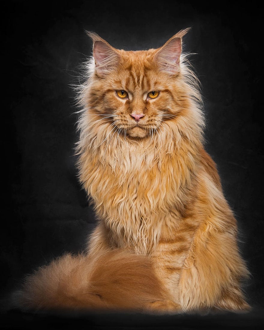 biggest cat, cat photography, Maine Coon cats, Robert Sijka, photographer, wow, awesome, animal