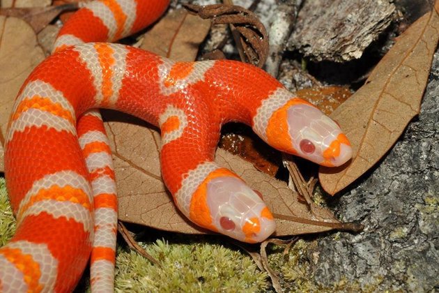 Snake, two headed snake, amazing, wtf, weird