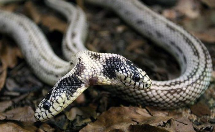 Snake, two headed snake, amazing, wtf, weird, reptile