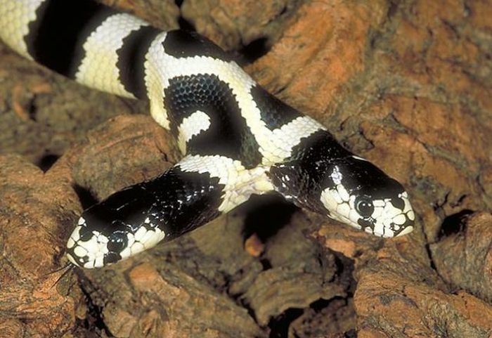 Snake, two headed snake, amazing, wtf, weird, reptile