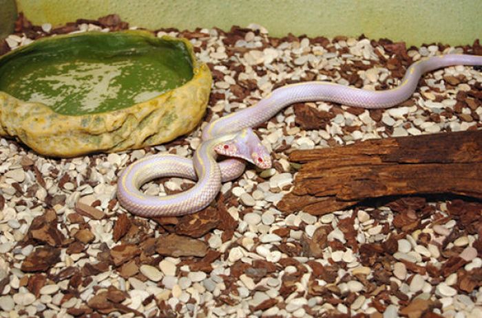2 headed snake toy