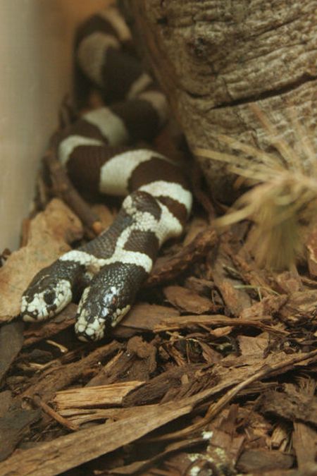 Snake, two headed snake, amazing, wtf, weird, reptile