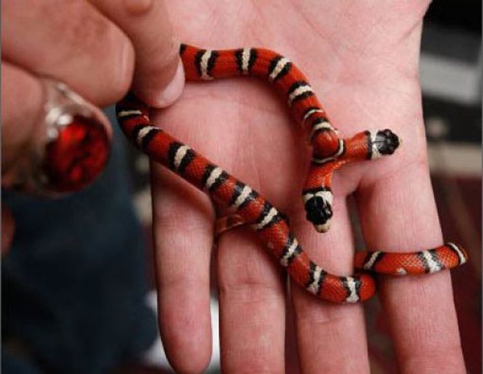 snake, two headed snake, amazing, wtf, weird, reptile