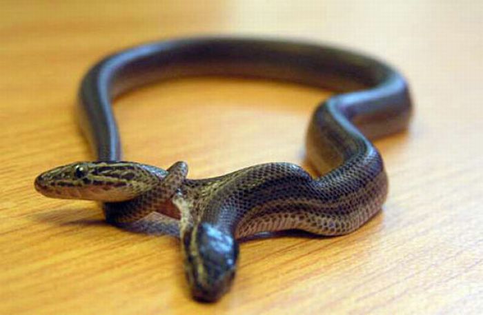 Snake, two headed snake, amazing, wtf, weird, reptile