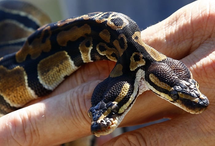 Snake, two headed snake, amazing, wtf, weird, reptile