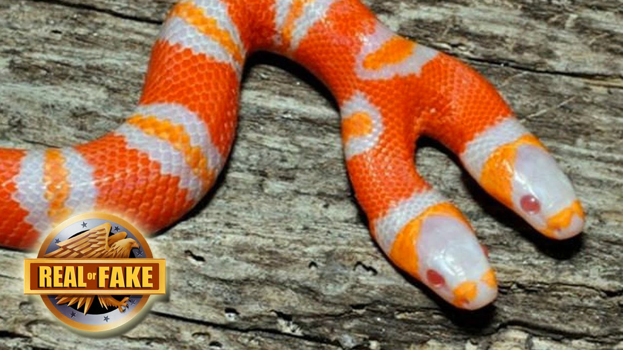 snake, two headed snake, amazing, wtf, weird, reptile