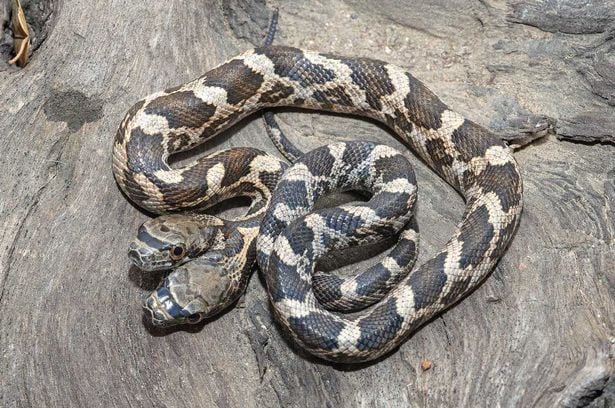 snake, two headed snake, amazing, wtf, weird