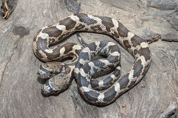 Snake, two headed snake, amazing, wtf, weird