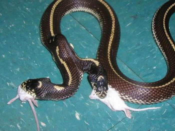 Snake, two headed snake, amazing, wtf, weird, reptile