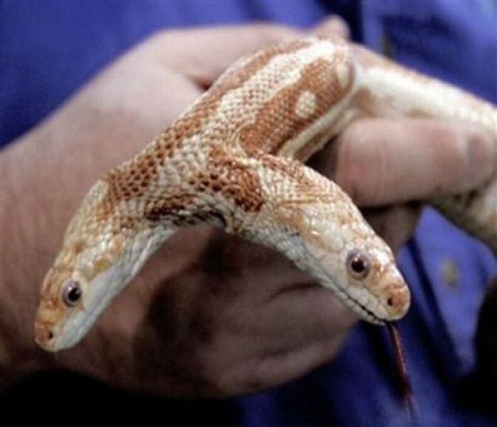 snake, two headed snake, amazing, wtf, weird, reptile