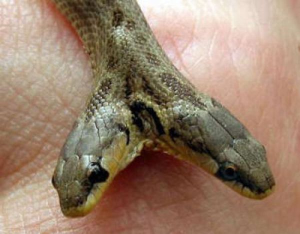 snake, two headed snake, amazing, wtf, weird, reptile