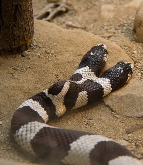 2 headed snake toy
