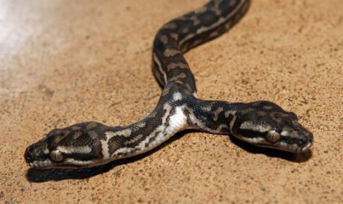 snake, two headed snake, amazing, wtf, weird, reptile